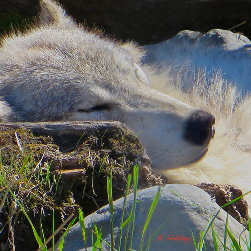 SLEEPING WOLF