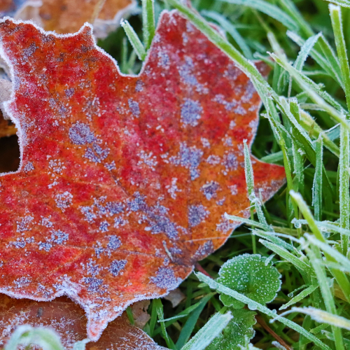 Hoar frost on a fall leaf