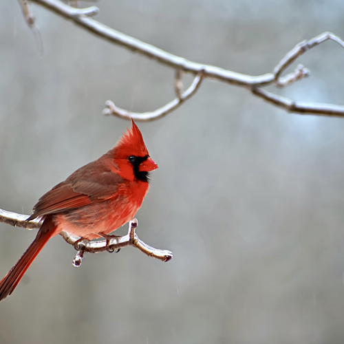 ICE Cardinal
