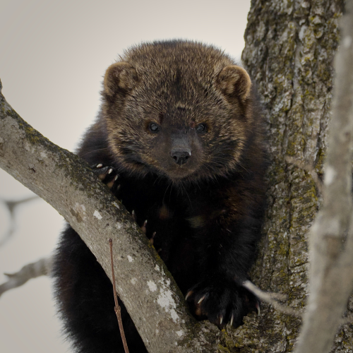 Intense Fisher Stare