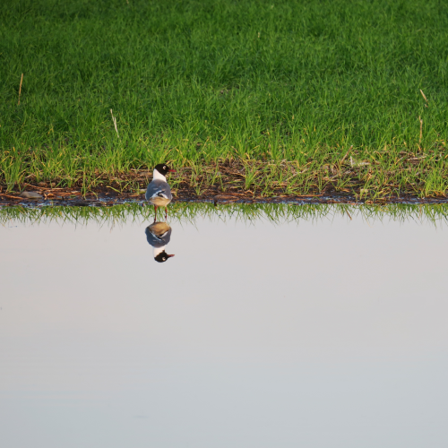 Me and Myself at the Pond