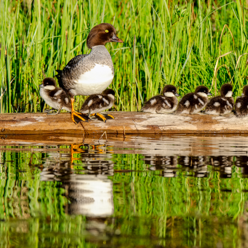 Busy mom