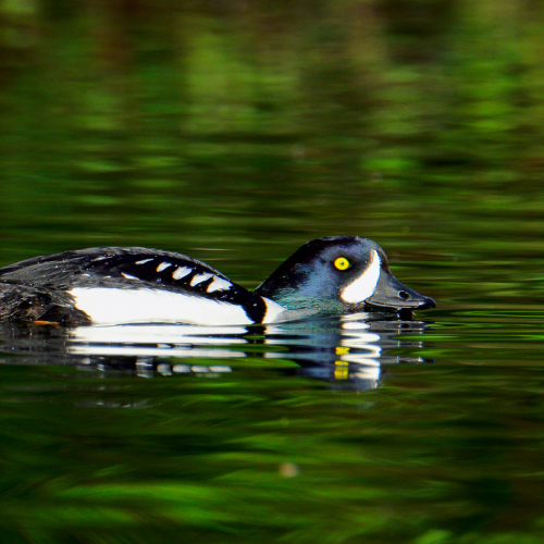 Barrow's Goldeneye 
