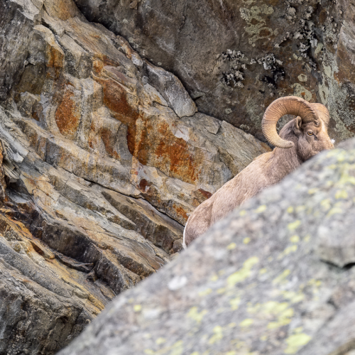 Ram on rocks