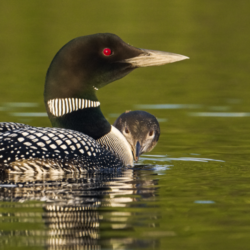 Yellow-billed loon & chick