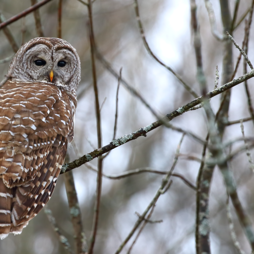 Barred Owl