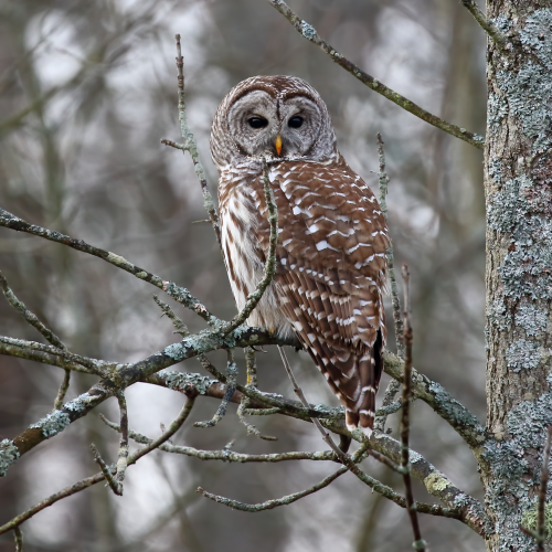 Barred Owl