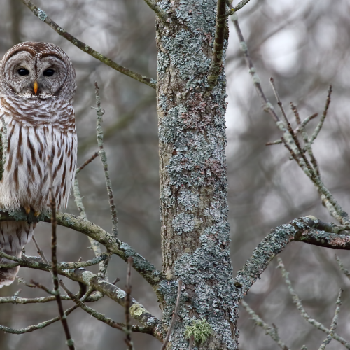 Barred Owl