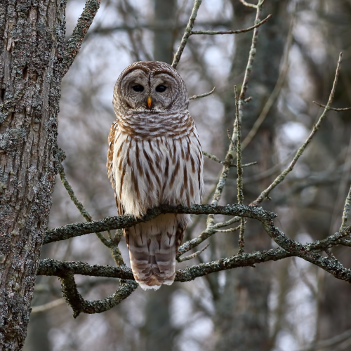 Barred Owl