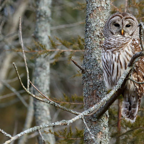 Barred Owl