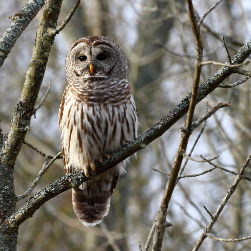 Barred Owl