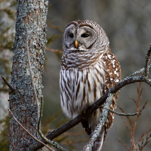 Barred Owl