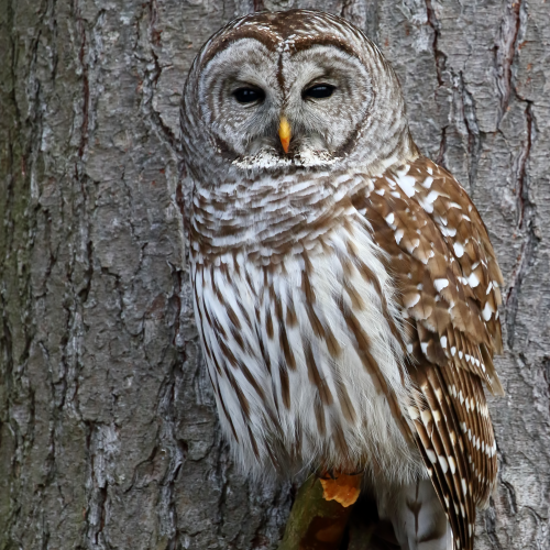 Barred Owl