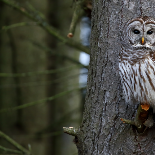 Barred Owl