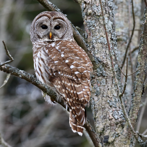 Barred Owl