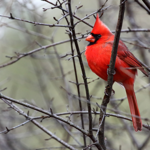 Northern Red Cardinal