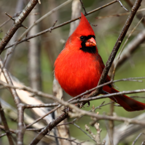 Northern Red Cardinal