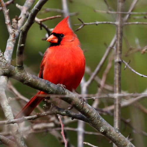 Northern Red Cardinal
