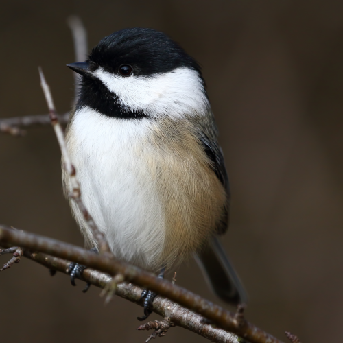 Black-capped chickadee