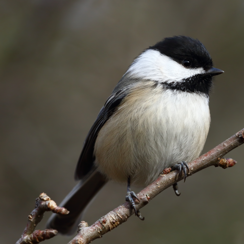 Black-capped chickadee