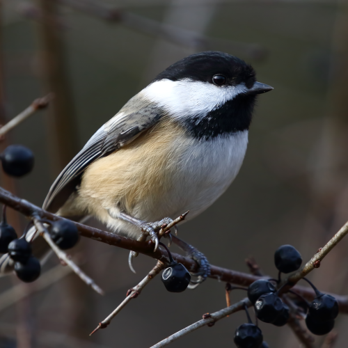 Black-capped chickadee