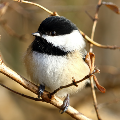 Black-capped chickadee