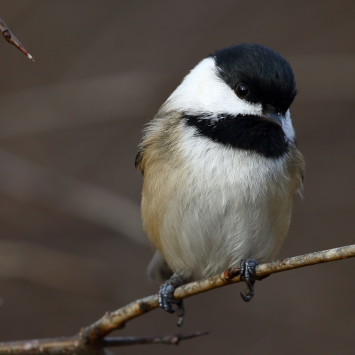 Black-capped chickadee