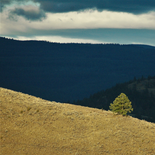 Lone Tree