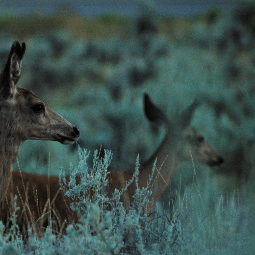 Deer at Dusk