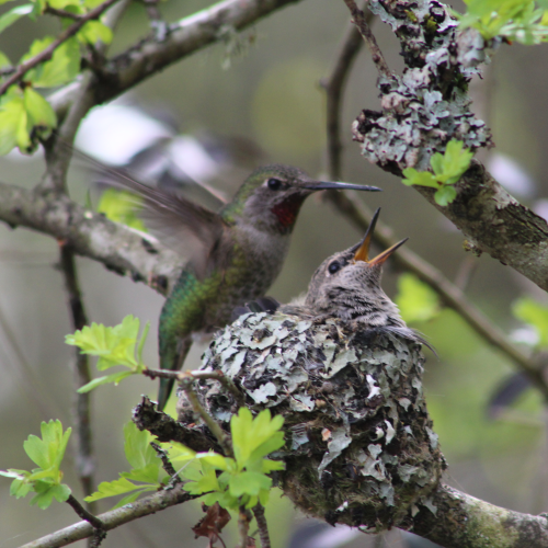 Anna's Hummingbird