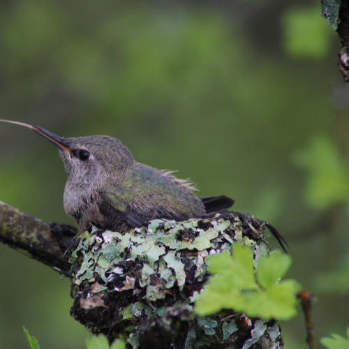 Anna's Hummingbird