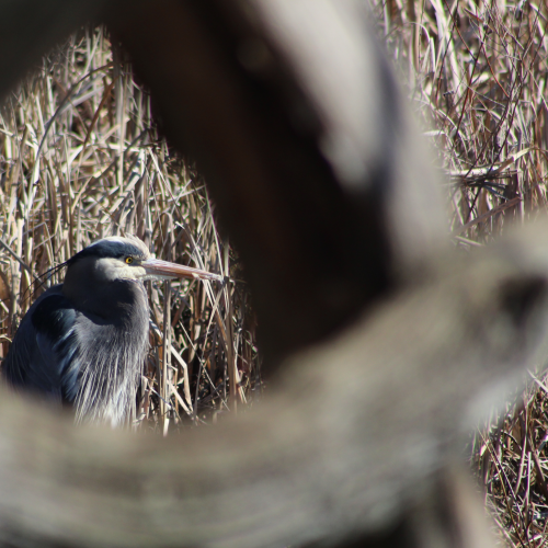 Great Blue Heron 