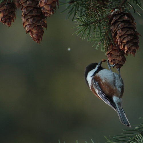 Chestnut-backed Chickadee