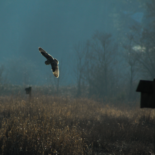 Short-eared Owl on the hunt