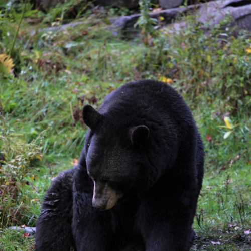 Bashful Black Bear
