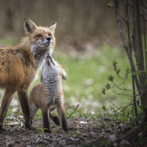 Father and Son Greeting