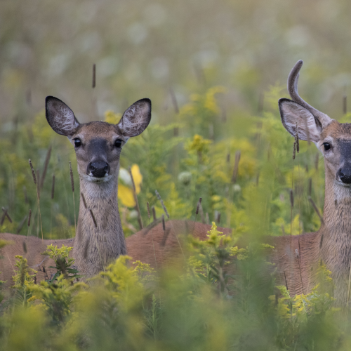 Doe and Buck Couple