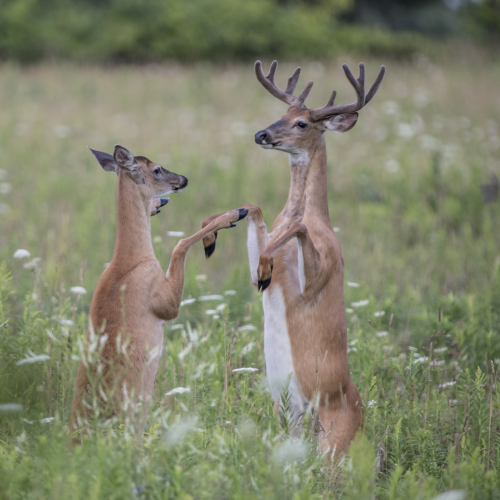 Playful moment between doe and buck