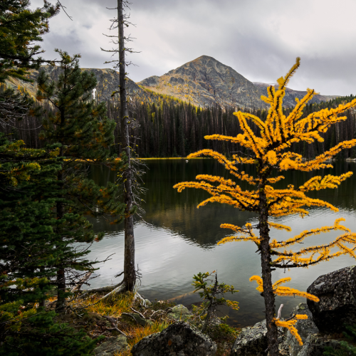 Lone Larch