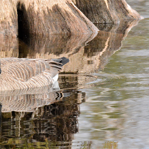Canada Goose   CAMOUFLAGED