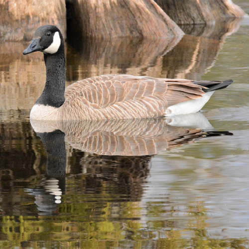 Canada Goose  QUADRANT