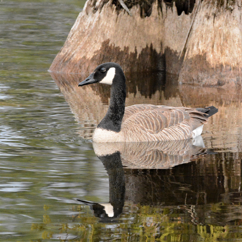 Canada Goose  REFLECTION