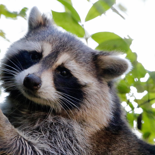 RACCOON