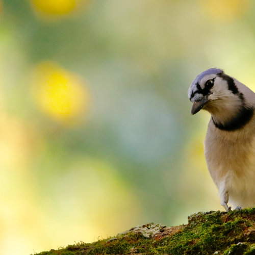 Blue Jay
