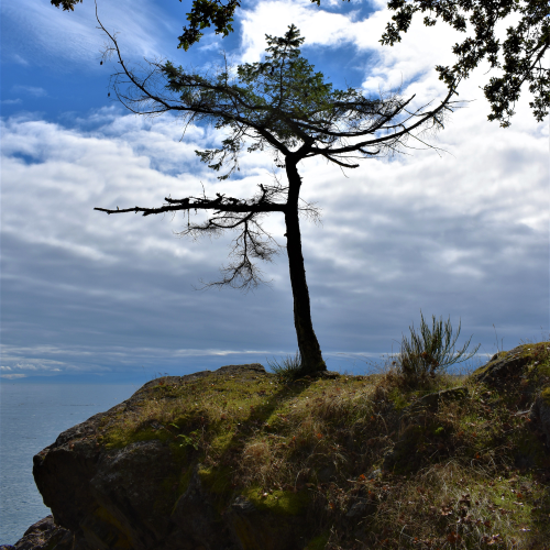 Tree with a View