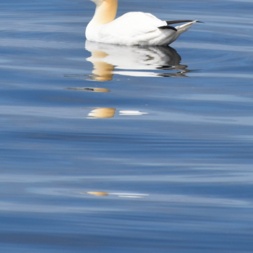 Calm Water