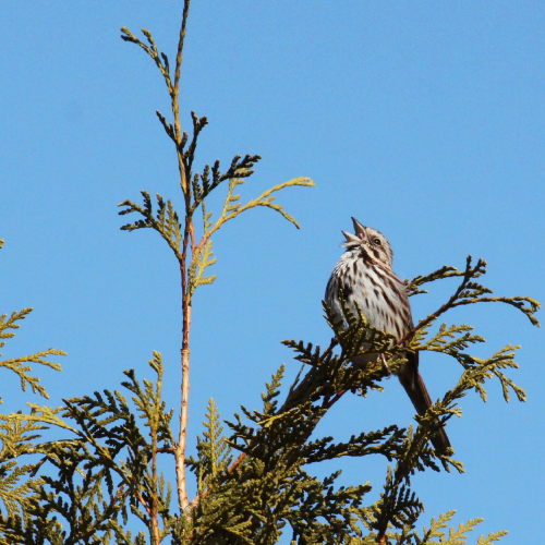 Pine siskin in song
