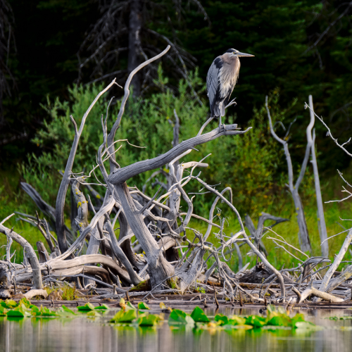 Great Blue Heron 