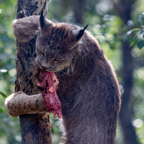 Dinner Time