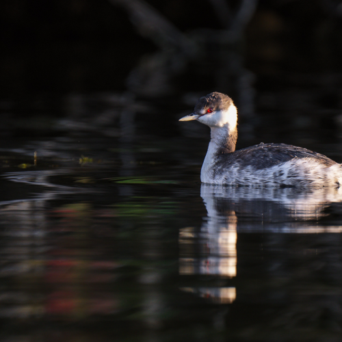 Horned Grebe